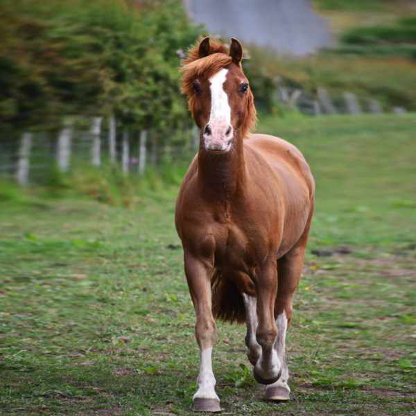 The hidden dangers of spring grass