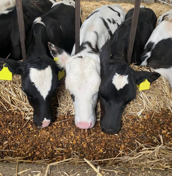 Spring into Calving with CCF